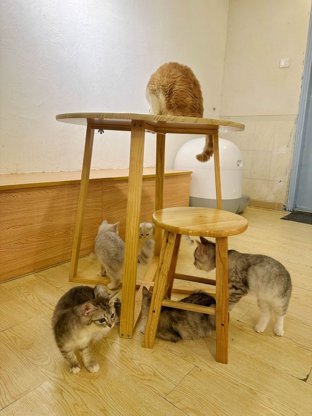 ⭐️貓貓Cafe竟然有豬仲有狗？🐱🐷🐶