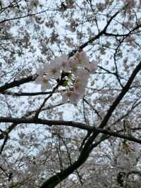 桜まつり　　　　　　　　　　　　　　　　　　_福岡　城跡　_福岡