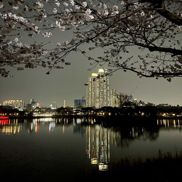수원 벚꽃여행 🌸 바로 여기! ‘만석공원’ 