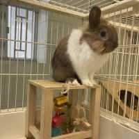 香港🇭🇰首間兔兔Cafe🐰