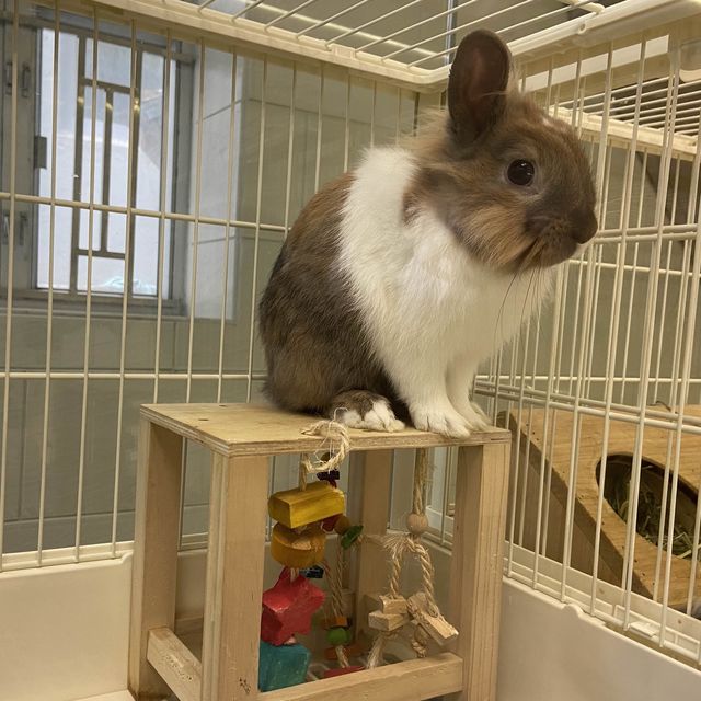 香港🇭🇰首間兔兔Cafe🐰