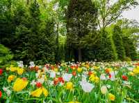 荷蘭🇳🇱全世界最大最美鬱金香花園🌷