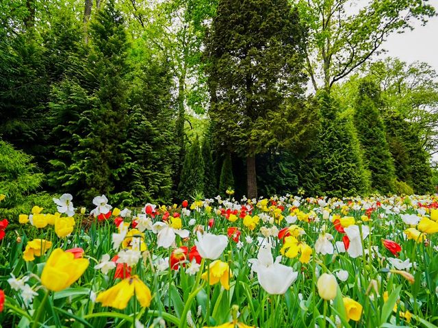 荷蘭🇳🇱全世界最大最美鬱金香花園🌷 荷蘭🇳🇱全世界最大最美鬱金香花園🌷