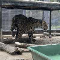 【親子景點】京都市動物園