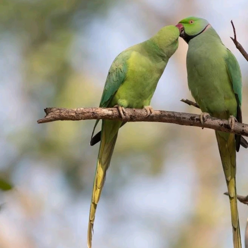 Birds 🕊️ Lover Park of India 
