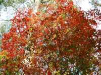 โรงเรียนการเมืองการทหาร 🍁🍁🍁