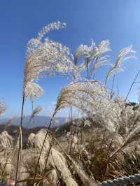 [경기도] 포천 억새밭이 가득한 명성산🏔️
