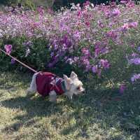 【ペットとお出かけ】コスモス畑が広がる秋の「あわじ花さじき」へ