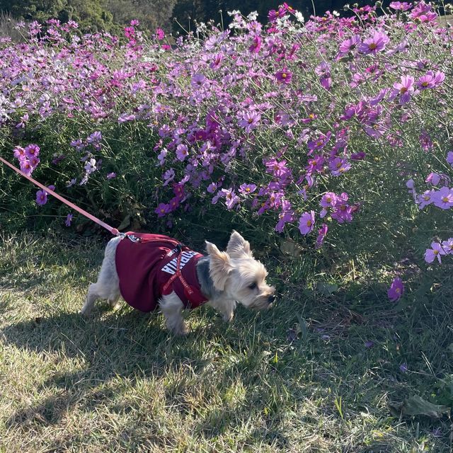 【ペットとお出かけ】コスモス畑が広がる秋の「あわじ花さじき」へ