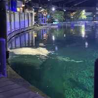 重返18歲:令人意猶未盡的地方-海洋公園