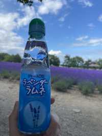 【北海道】札幌から日帰りも◎富良野のラベンダー畑へ