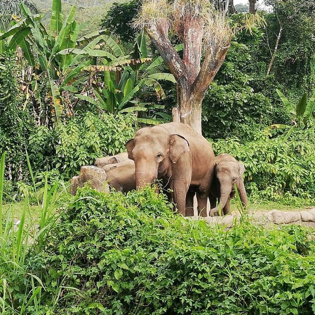 Incredible Taman Safari Indonesia