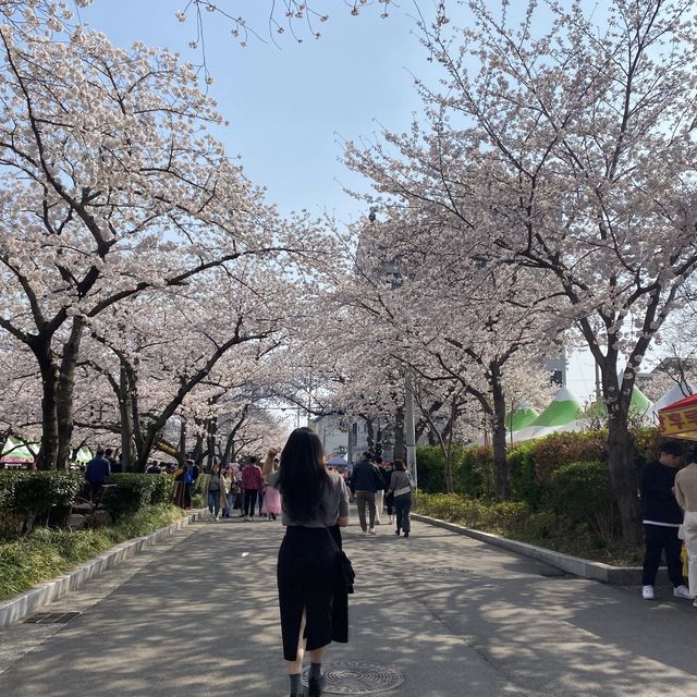 [진해 군항제] 와 올해도 역시 군항제 최고네요🌸 벚꽃은 “군항제”로