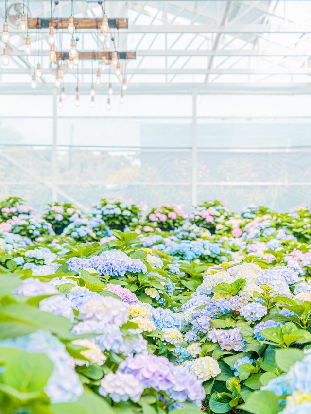 💐봄에 피어난 봄 수국축제 [제주, 휴애리 자연생활공원]💜