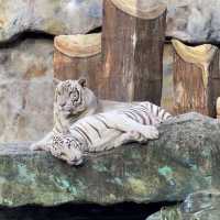 Be Mesmerized at Clark Safari Adventure Park