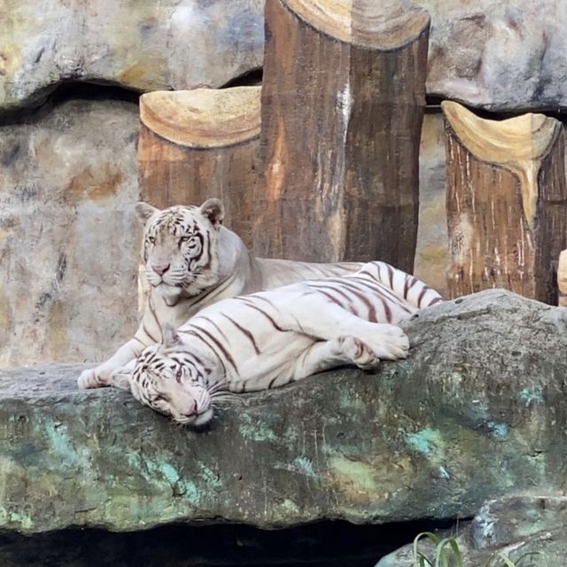 Be Mesmerized at Clark Safari Adventure Park