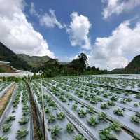 Highest and most scenic strawberry farm in Cameron