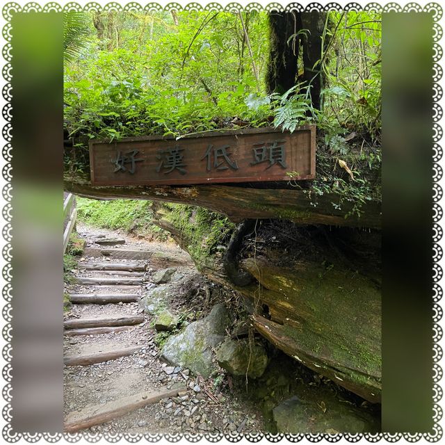 （桃園/復興）享受芬多精的洗禮-拉拉山神木群步道