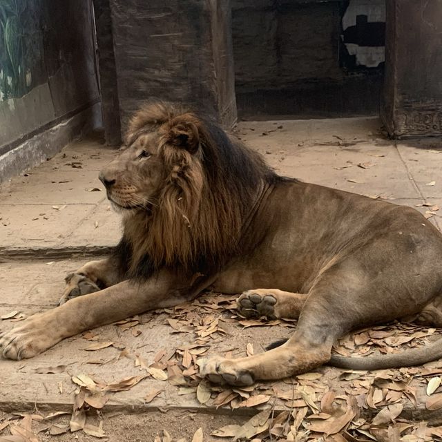 可以摸到好多野生動物嘅地方