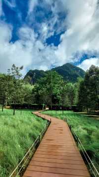 Into the forest จ.กระบี่
