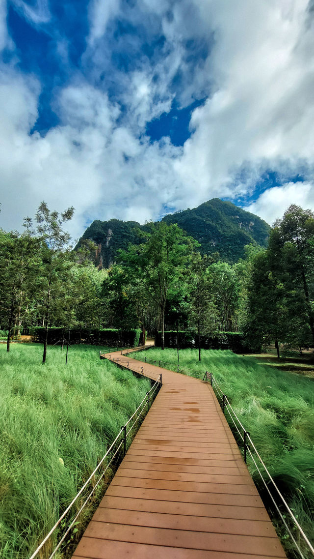 Into the forest จ.กระบี่