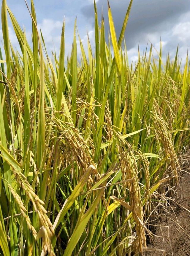 Up close with Sekinchan paddy fields