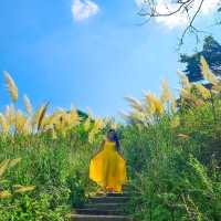 노란드레스💛 아름다운 정원🌿 한폭의 그림일세!