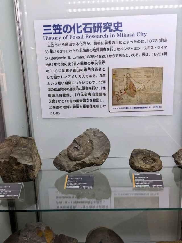 【北海道三笠】アンモナイトが沢山いる博物館
