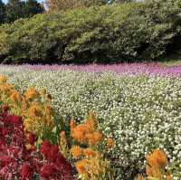 《福岡》四季折々の草花が楽しめるオススメSPOT🌼