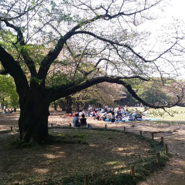 代代木公園 賞櫻野餐🌸