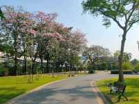 ชมพู่พันธุ์สวนจตุจักร