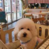 【望遠洞】小さなハワイ🌴隠れ人気のハワイアン店🏖️