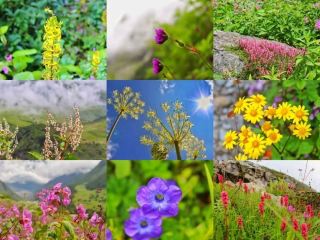 花の谷とヘムクンド・サヒバのトレッキング