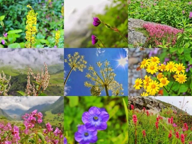 Valley Of Flower & Hemkund Sahiba Trek