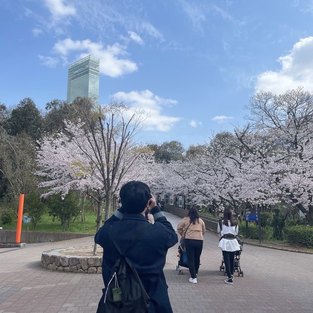 덴노지 동물원 & 공원에서 벚꽃놀이!