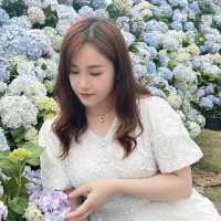 深圳藍色繡球花海