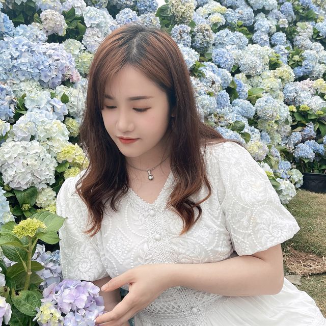 深圳藍色繡球花海