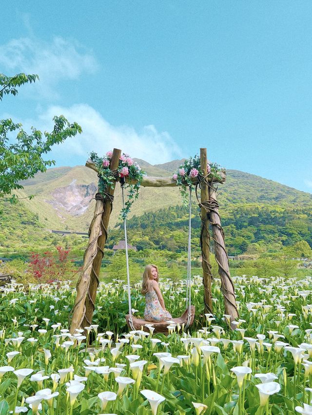 台北景點｜陽明山竹子湖海芋季賞花攻略🌷