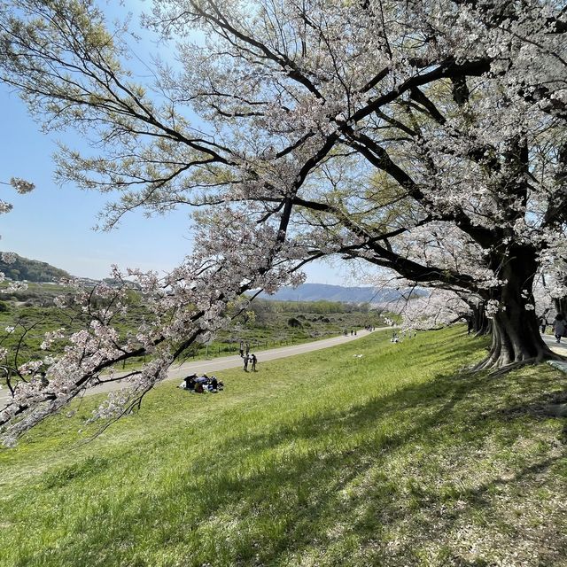 背割堤 - 石清水八幡宮 - 綻放的櫻花