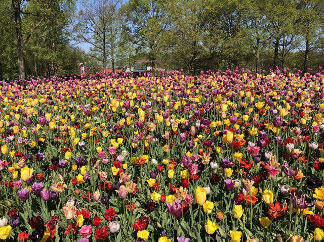  Amsterdam @Nederland