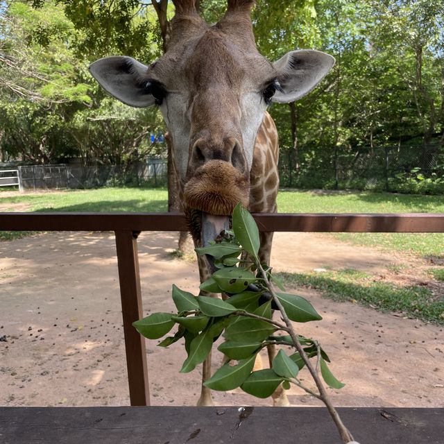 深圳野生動物園👍🏻餵長頸鹿🦒初體驗😌福田30分鐘距離
