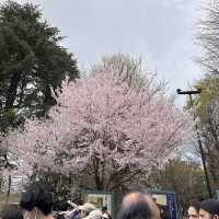 東京超大熱鬧賞櫻🌸地