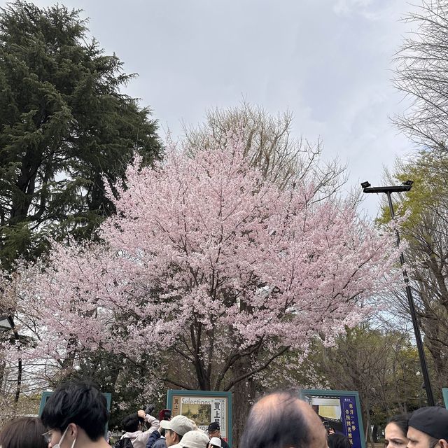 東京超大熱鬧賞櫻🌸地
