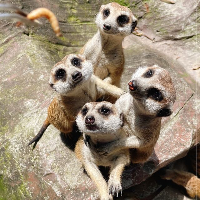 深圳好好玩零距離親親小動物 深圳好好玩零距離親親小動物