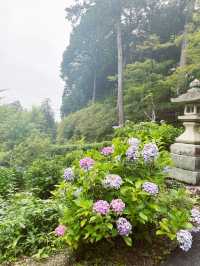 【京都】三室戸寺あじさい園