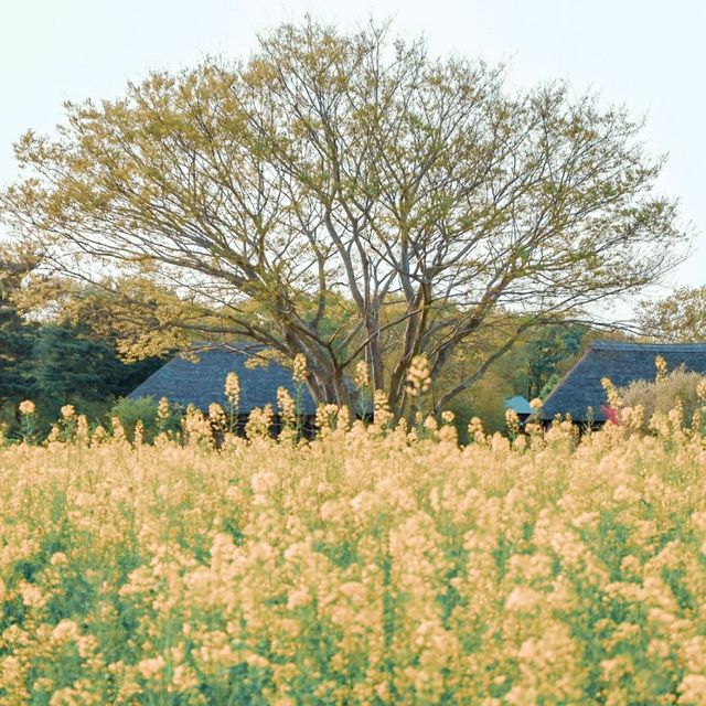 The Most Beautiful Blue Hill in Japan