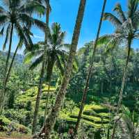 Wonderful rice terraces in Bali