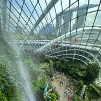 Cloud Forest