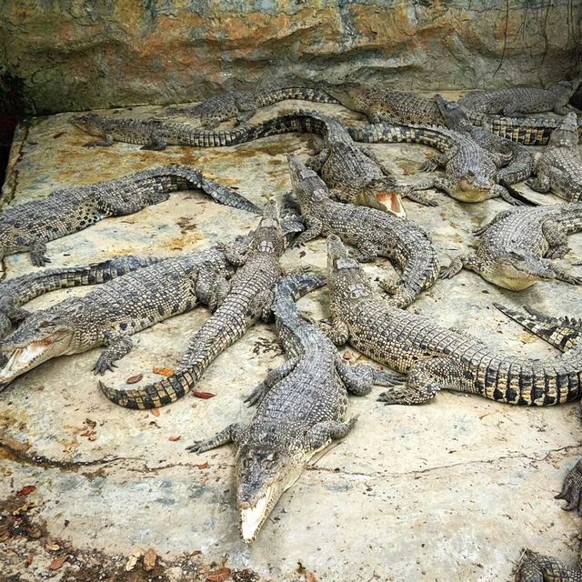 楊氏鱷魚場～挑戰刺激冒險！🐊🌴🔥