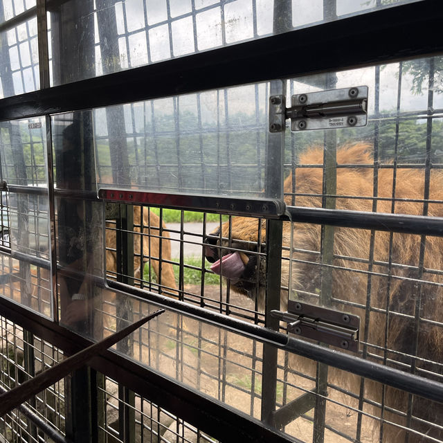 九洲自然動物園觀光車